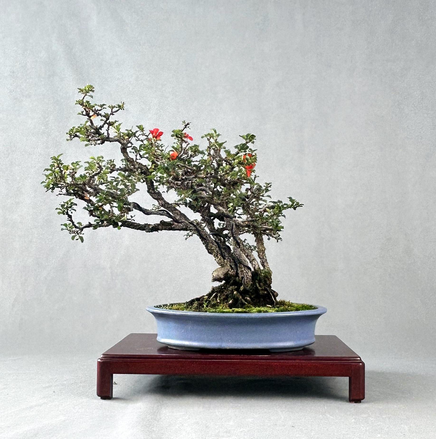 CHAENOMELES CHOJUBAI 5